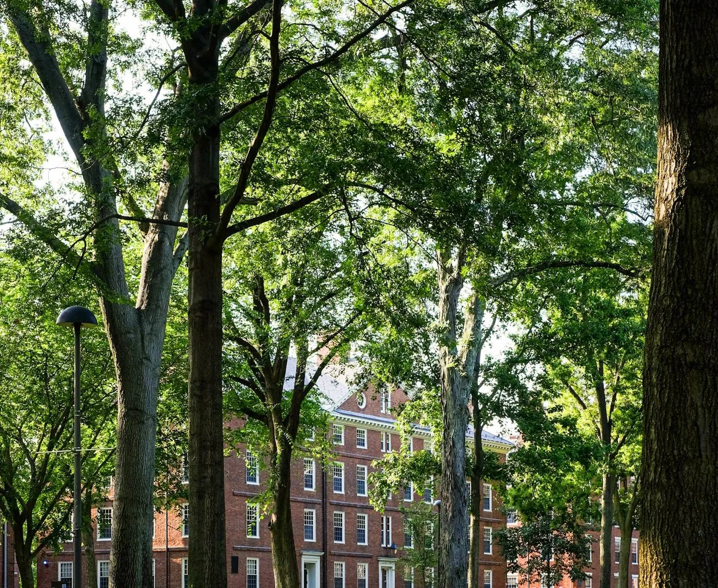 Leafy campus grounds in the USA